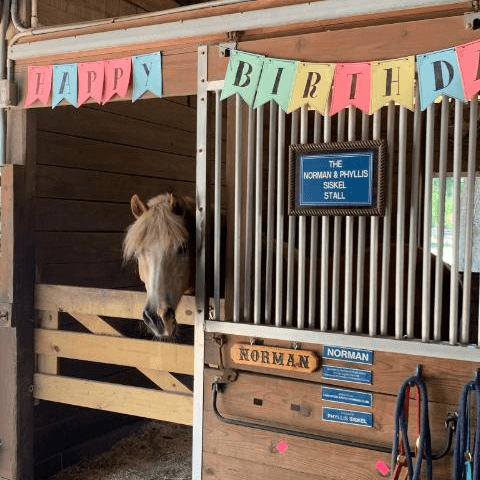 horse-20-birthday-norman