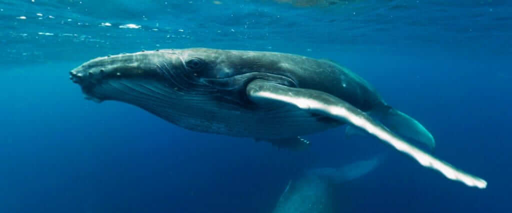 whale close up