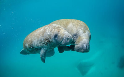How Are Florida’s Manatees Faring?