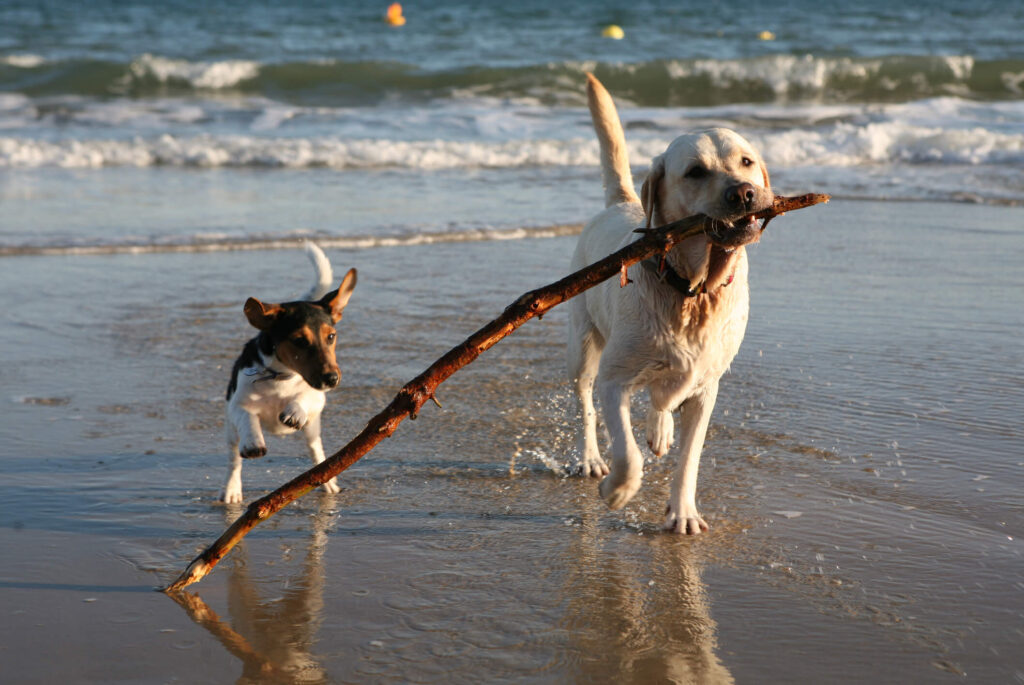 pets playing on beach