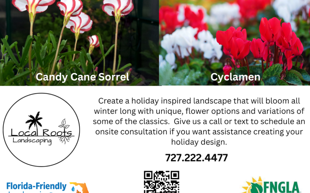 Festive Holiday Plant Ideas for Florida